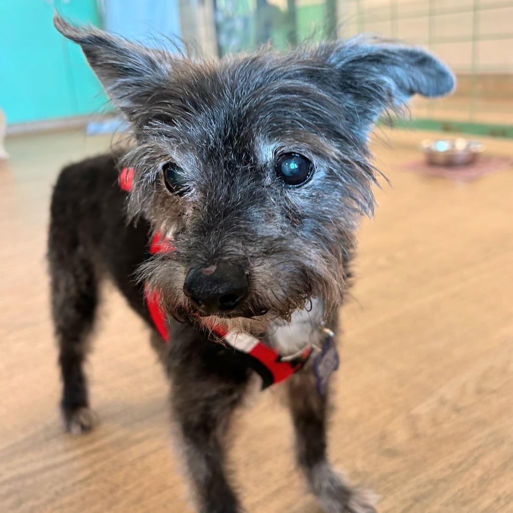 Enlarge Hampton 14128, a Adoptable Terrier in San Francisco, CA image 4/6