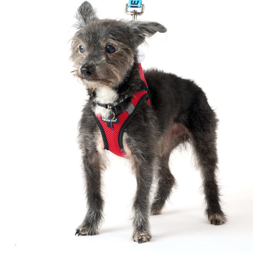Enlarge Hampton 14128, a Adoptable Terrier in San Francisco, CA image 5/6