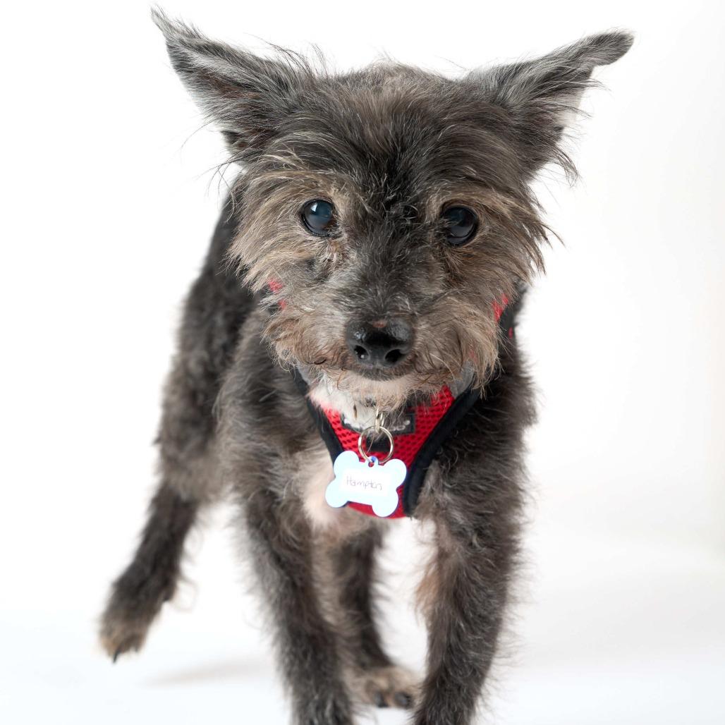Enlarge Hampton 14128, a Adoptable Terrier in San Francisco, CA image 6/6