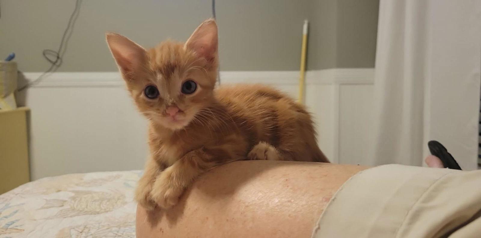 Garfield, Adopted, Kitten Male Domestic Short Hair.