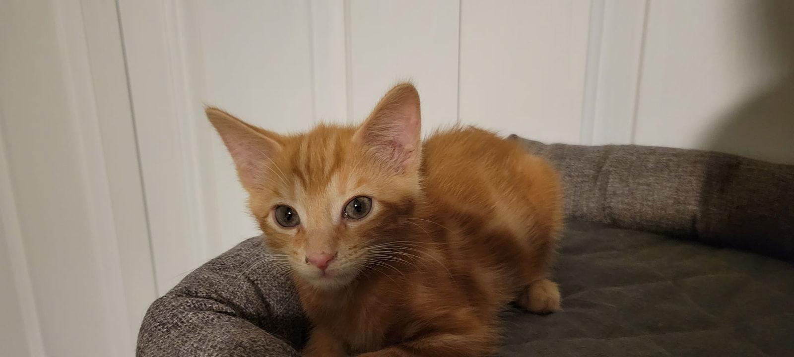 Enlarge Garfield, a Adopted Domestic Short Hair in Charleston, SC image 2/2