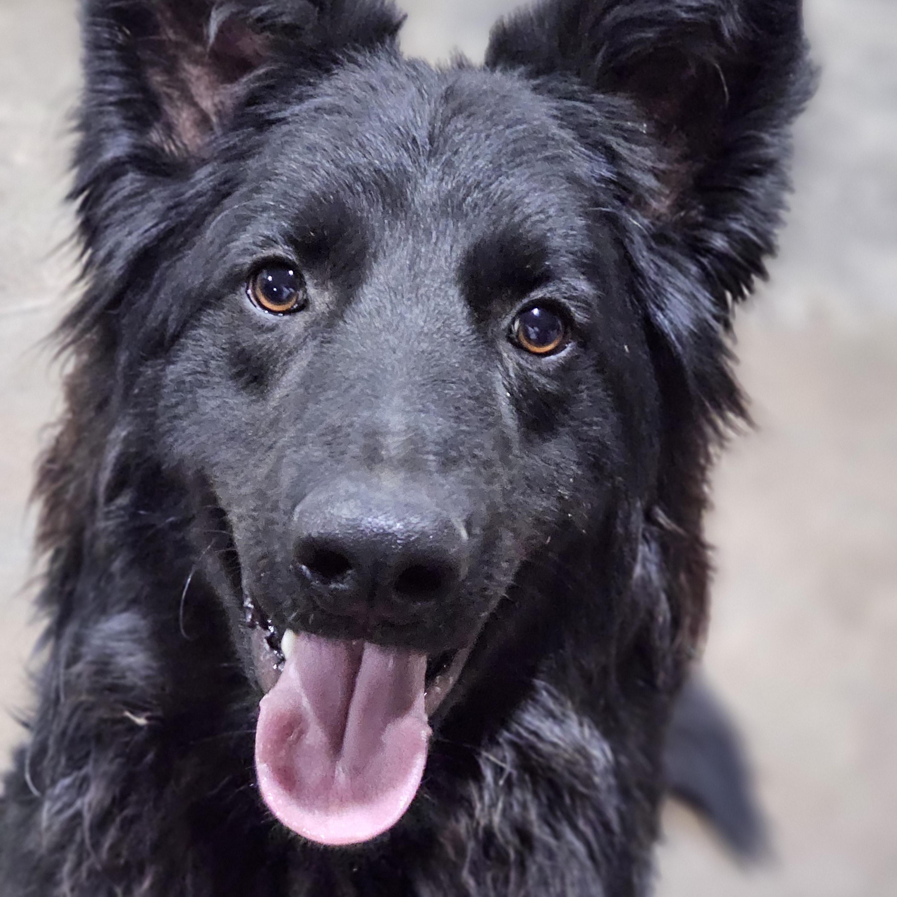Enlarge Vinnie so il, a Adoptable mixed breed in MURPHYSBORO , IL image 4/6
