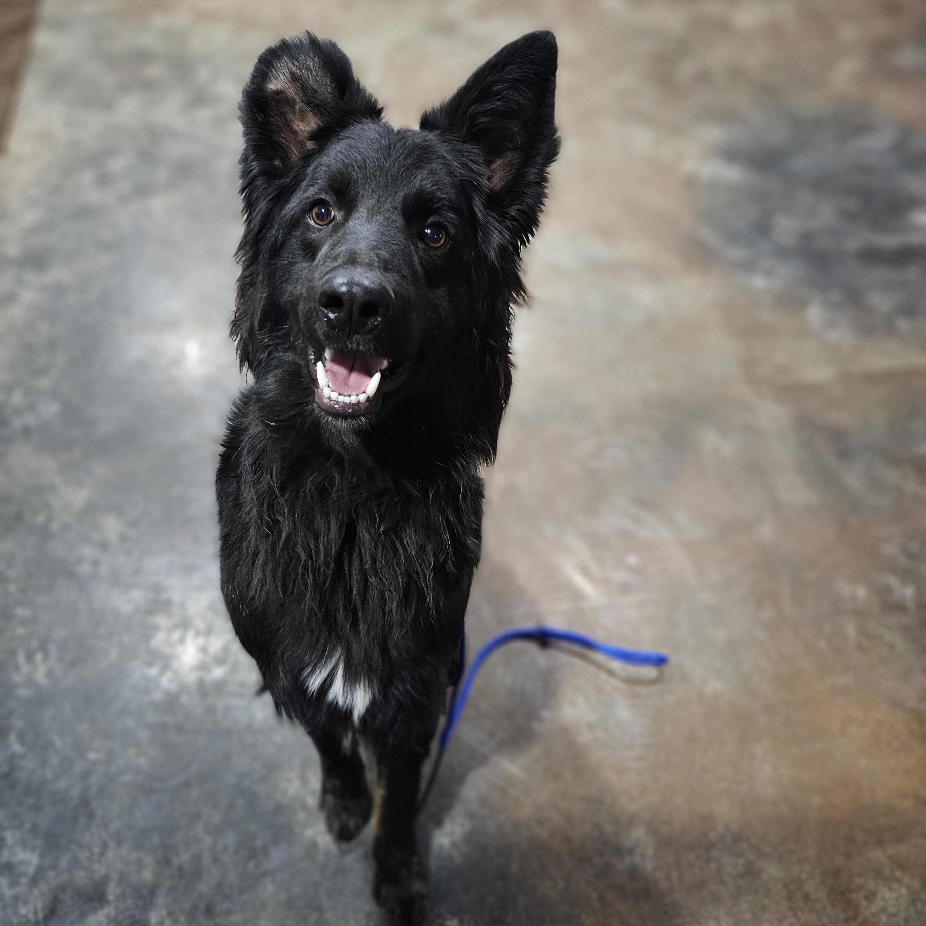 Enlarge Vinnie so il, a Adoptable mixed breed in MURPHYSBORO , IL image 3/6