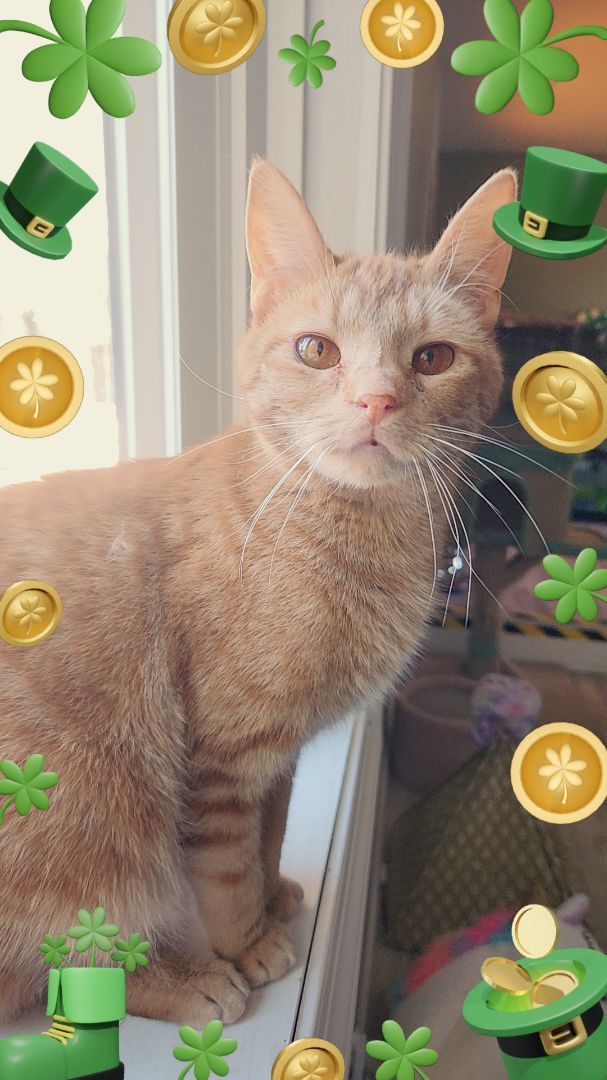 Enlarge Punkin, a Adoptable Domestic Short Hair in Landenberg, PA image 1/3