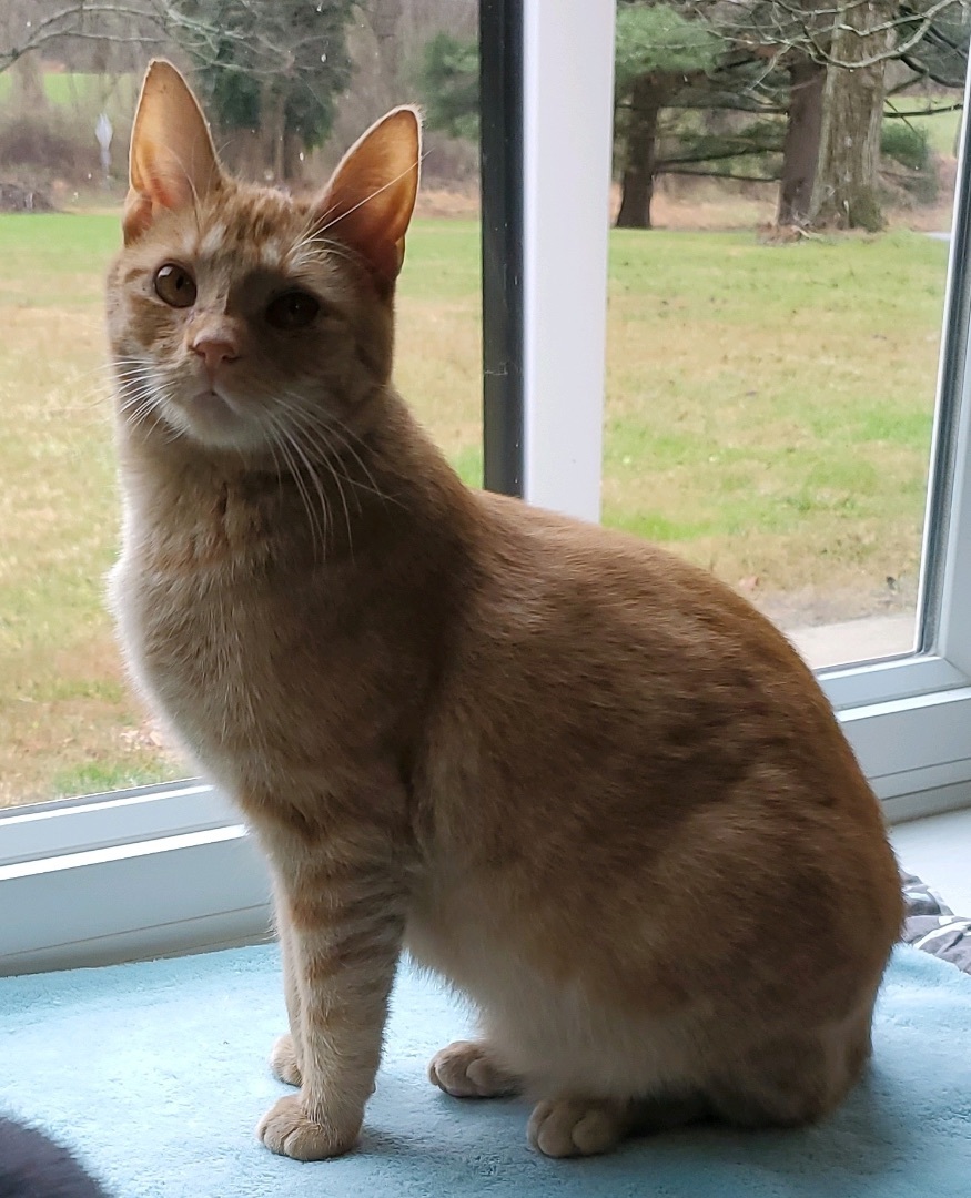 Enlarge Punkin, a Adoptable Domestic Short Hair in Landenberg, PA image 3/3
