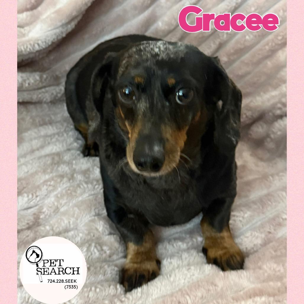 Gracee, Adoptable, Senior Female Miniature Dachshund.