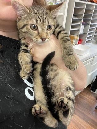 Lane, Adoptable, Adult Male Domestic Short Hair & Domestic Short Hair.