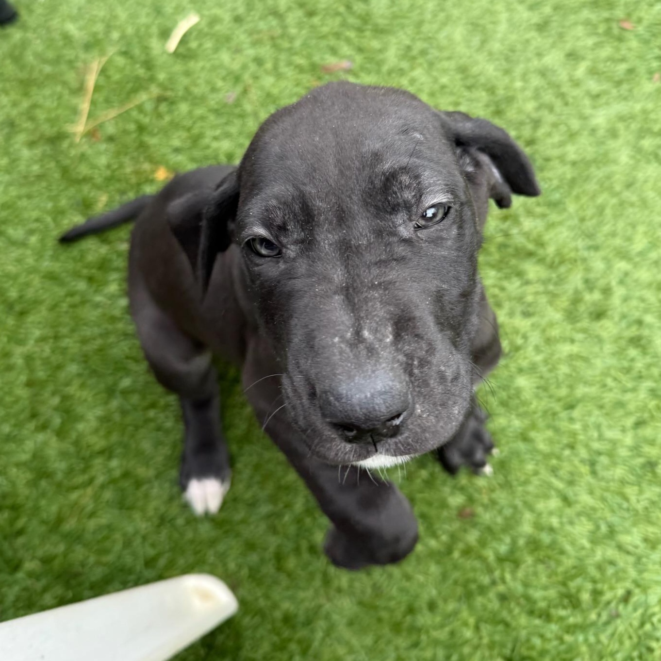 Edna, a Adoptable mixed breed image 1/5