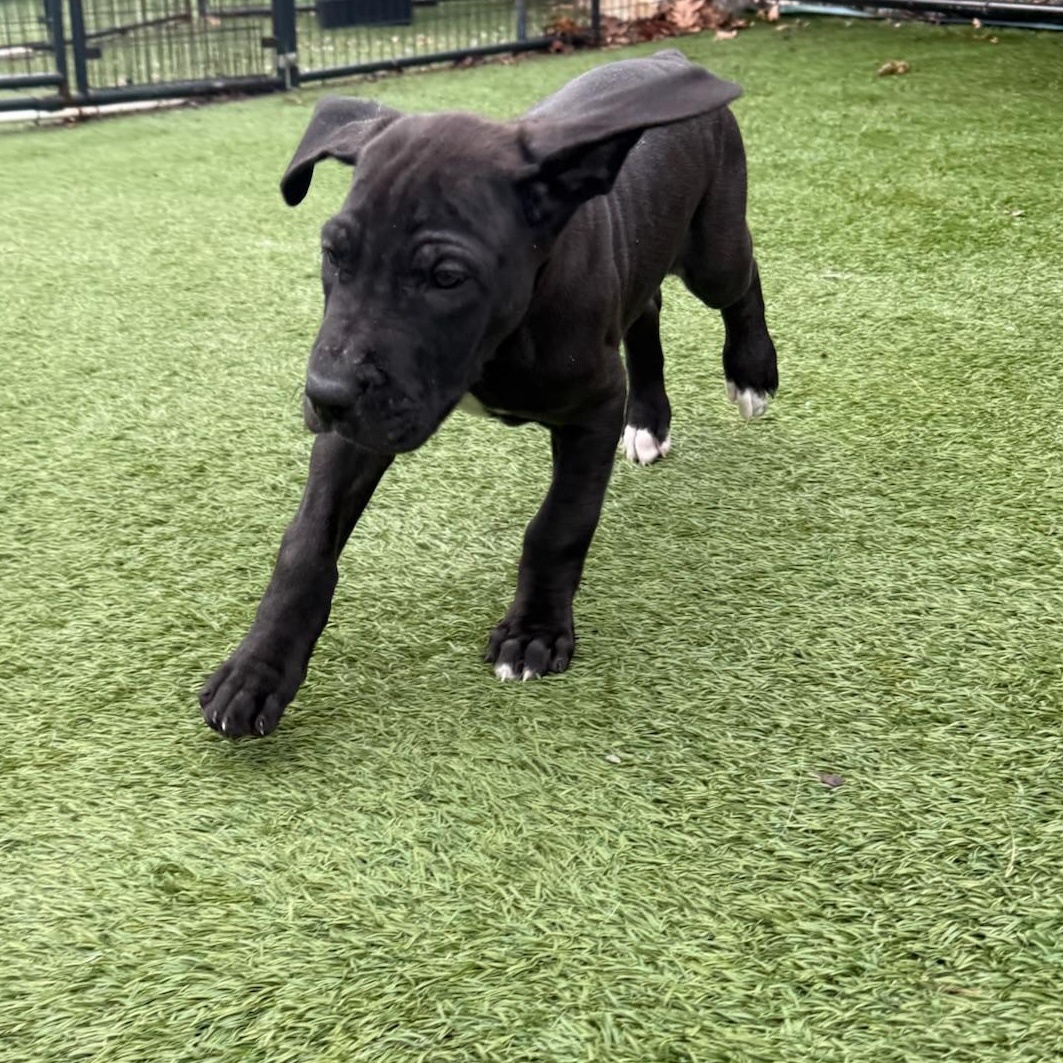 Edna, a Adoptable mixed breed image 2/5