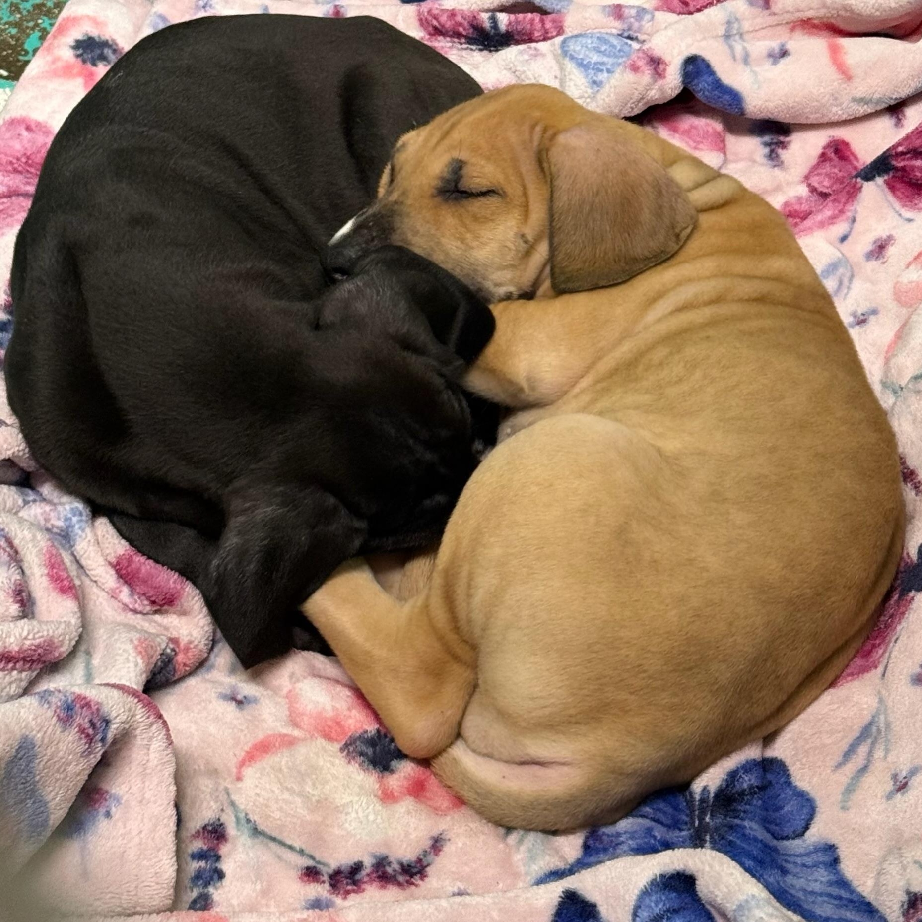 Edna, a Adoptable mixed breed image 3/5