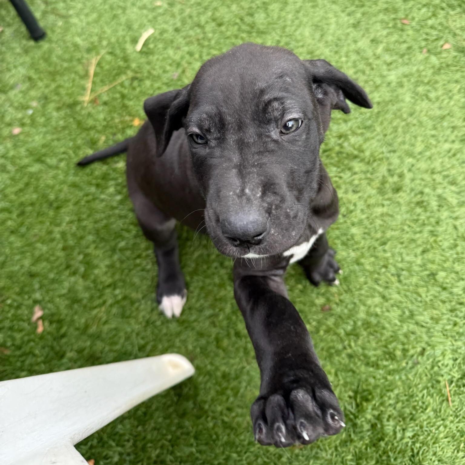 Edna, a Adoptable mixed breed image 4/5