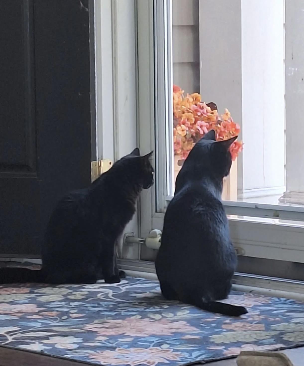 Enlarge VADER & BUTTERCUP - Male & Female Bonded Pair, a Adoptable Domestic Short Hair in Monroe, NC image 4/5