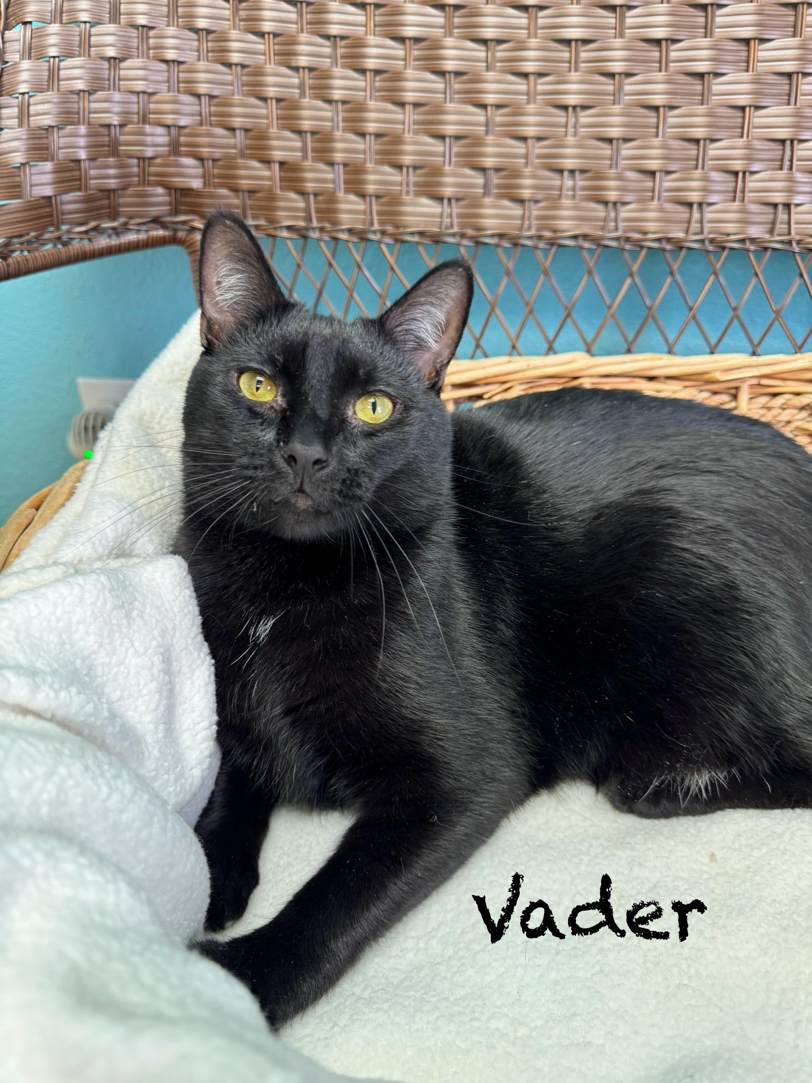 Enlarge VADER & BUTTERCUP - Male & Female Bonded Pair, a Adoptable Domestic Short Hair in Monroe, NC image 2/5