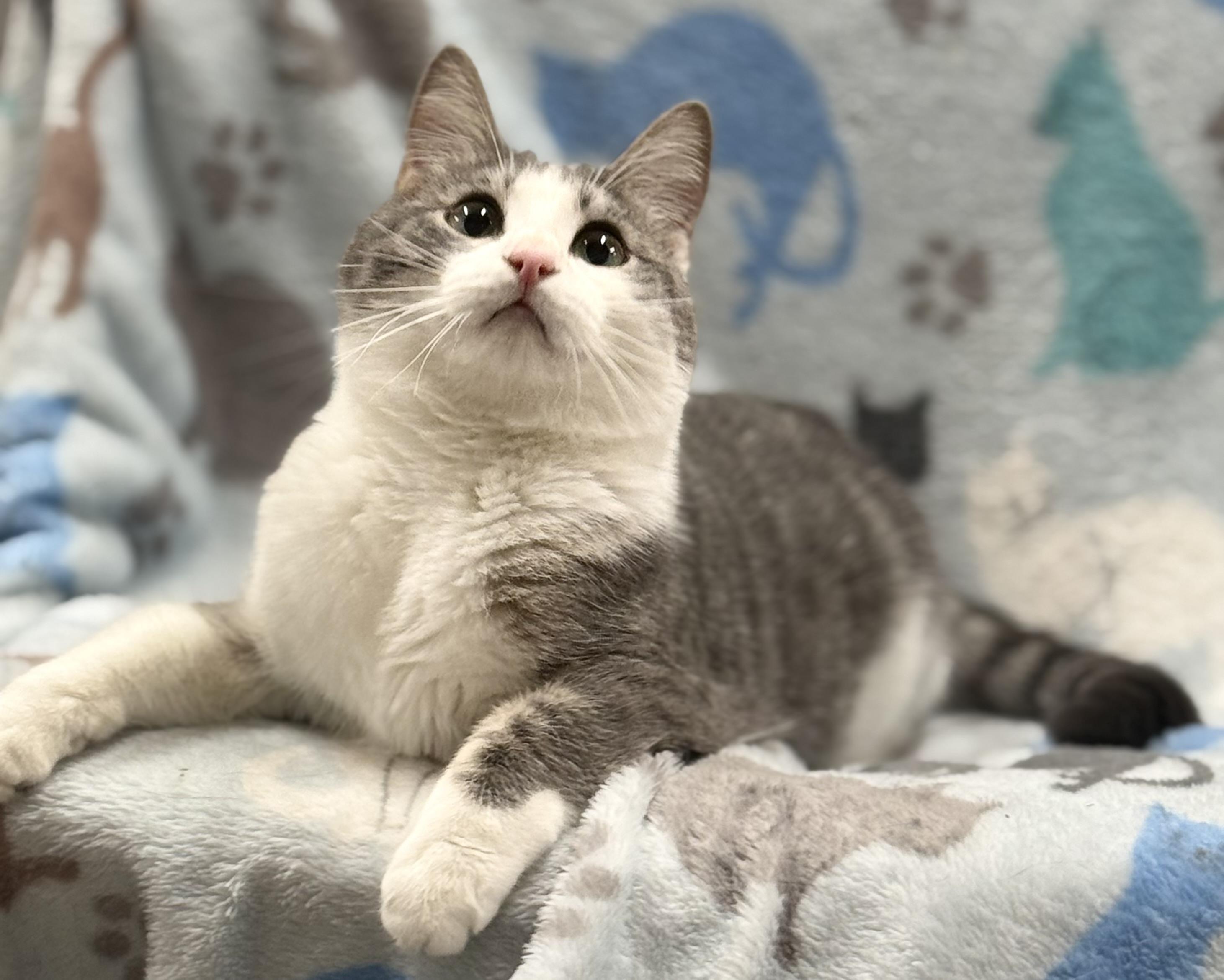 Sabrina, a Adoptable Domestic Short Hair in Johnston, RI image 2/5