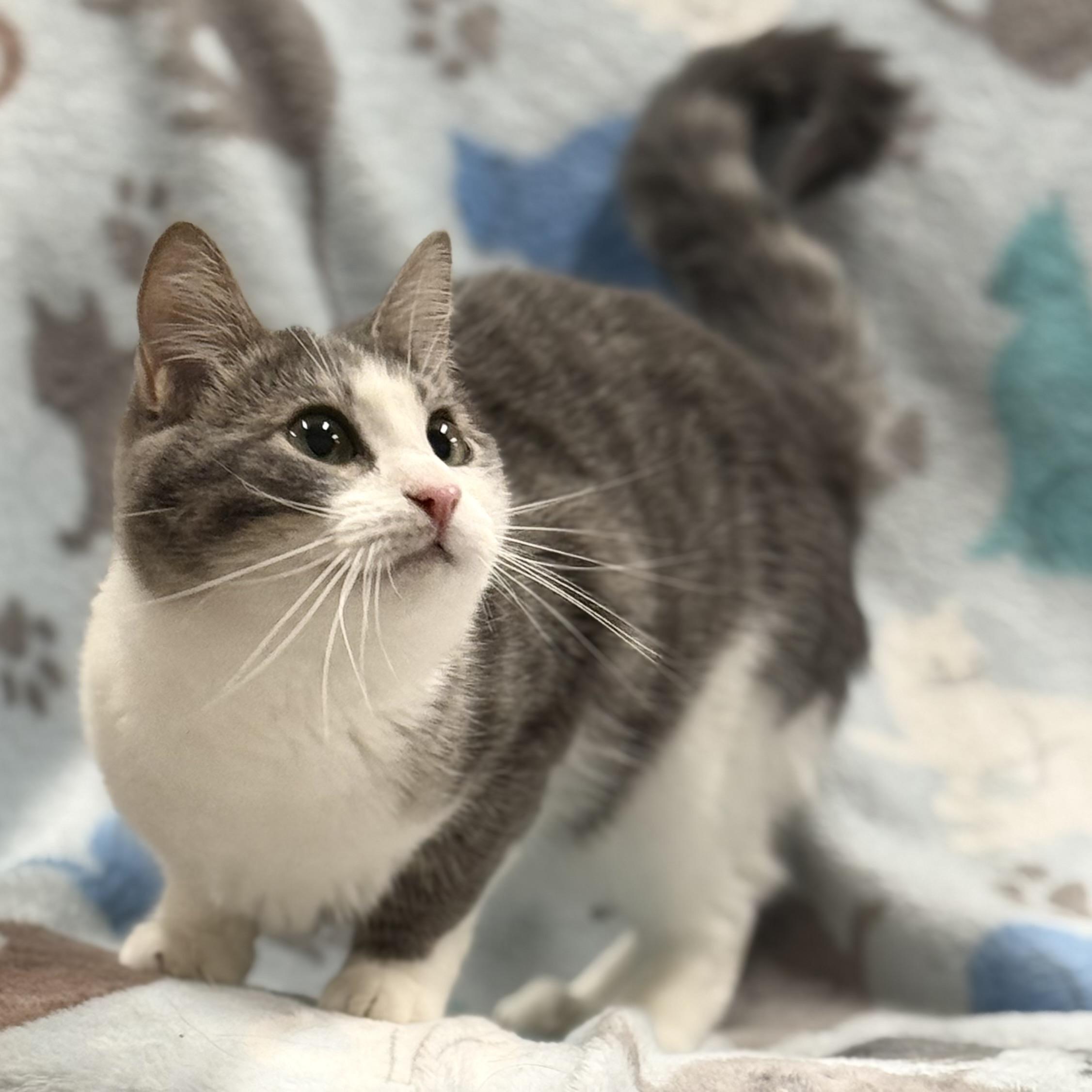 Sabrina, a Adoptable Domestic Short Hair in Johnston, RI image 4/5