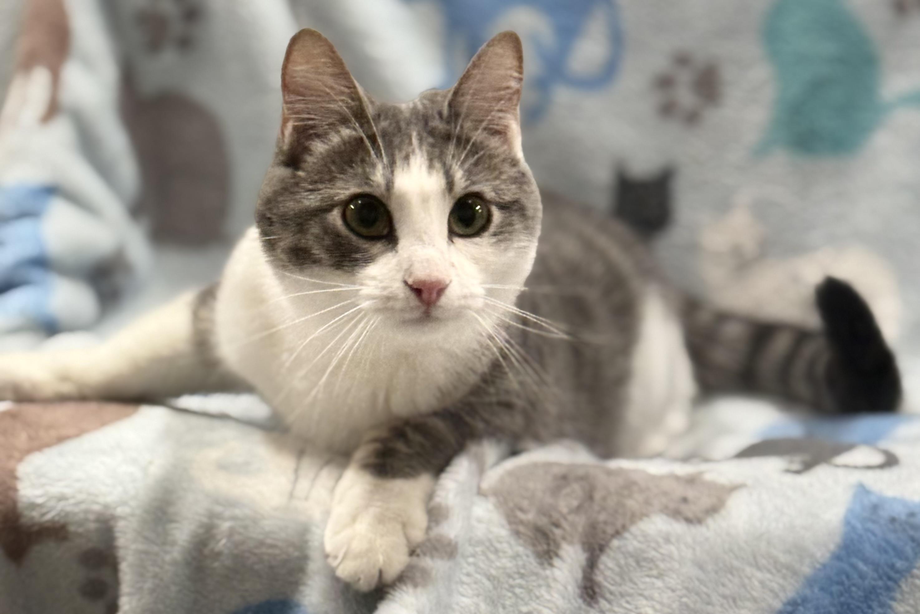 Sabrina, Adoptable, Adult Female Domestic Short Hair.