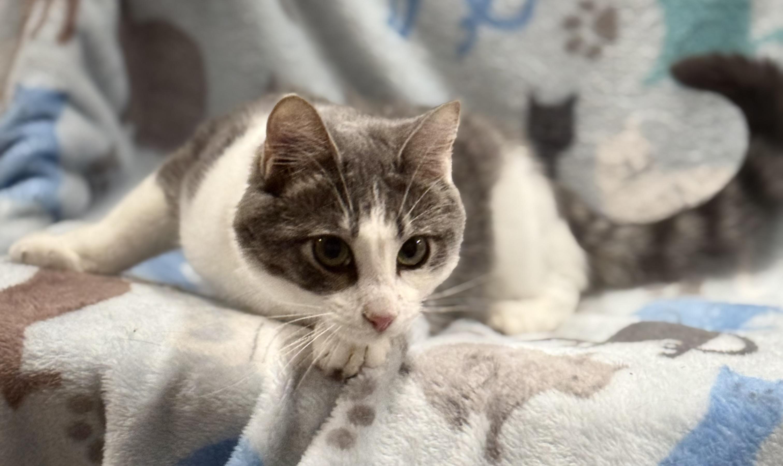 Sabrina, a Adoptable Domestic Short Hair in Johnston, RI image 5/5