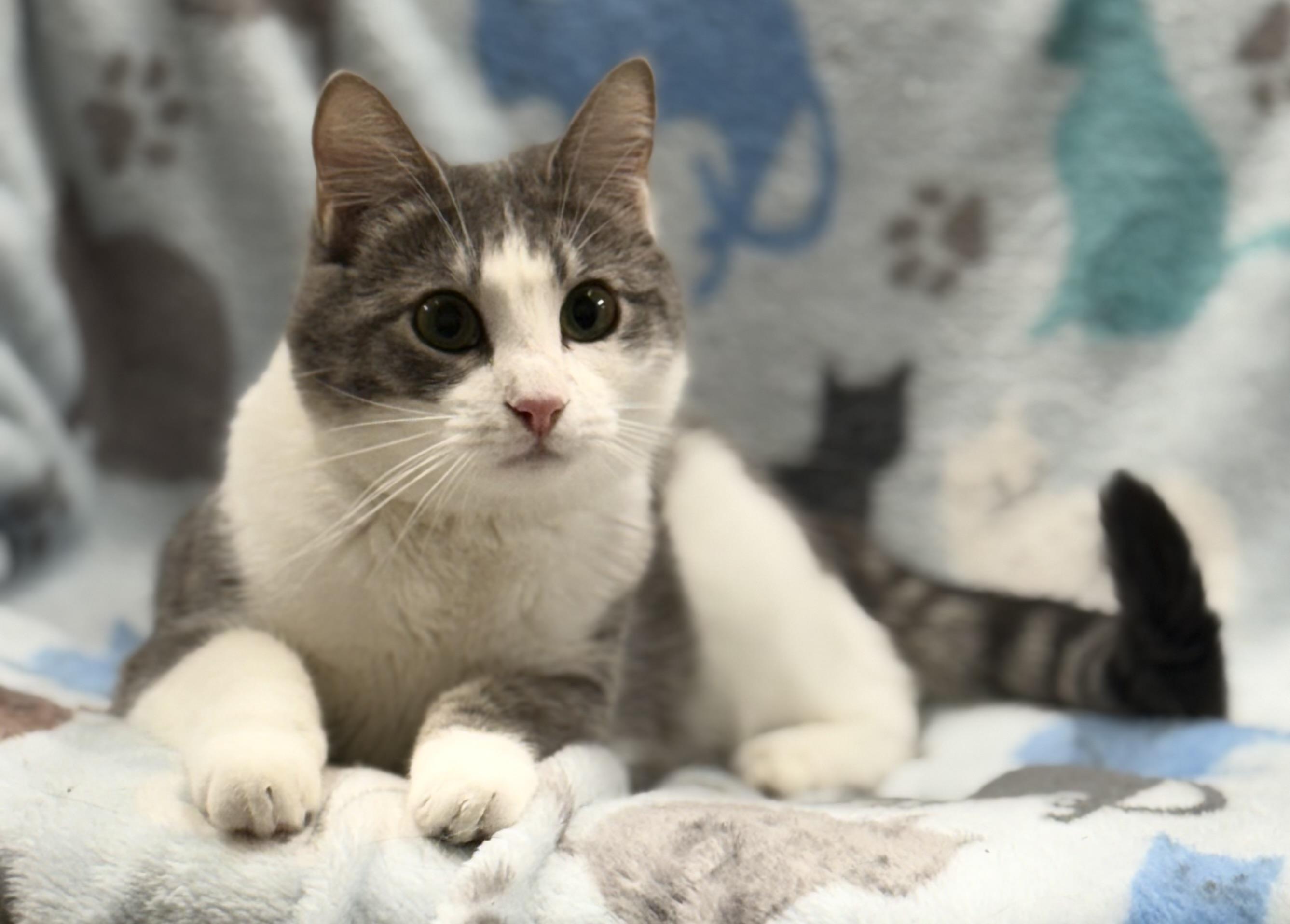 Sabrina, a Adoptable Domestic Short Hair in Johnston, RI image 3/5