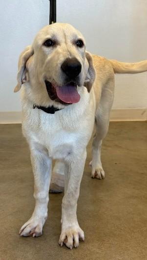Enlarge Tank, a ADOPTABLE Labrador Retriever in Sterling, CO image 2/2
