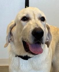 Tank, ADOPTABLE, Puppy Male Labrador Retriever.