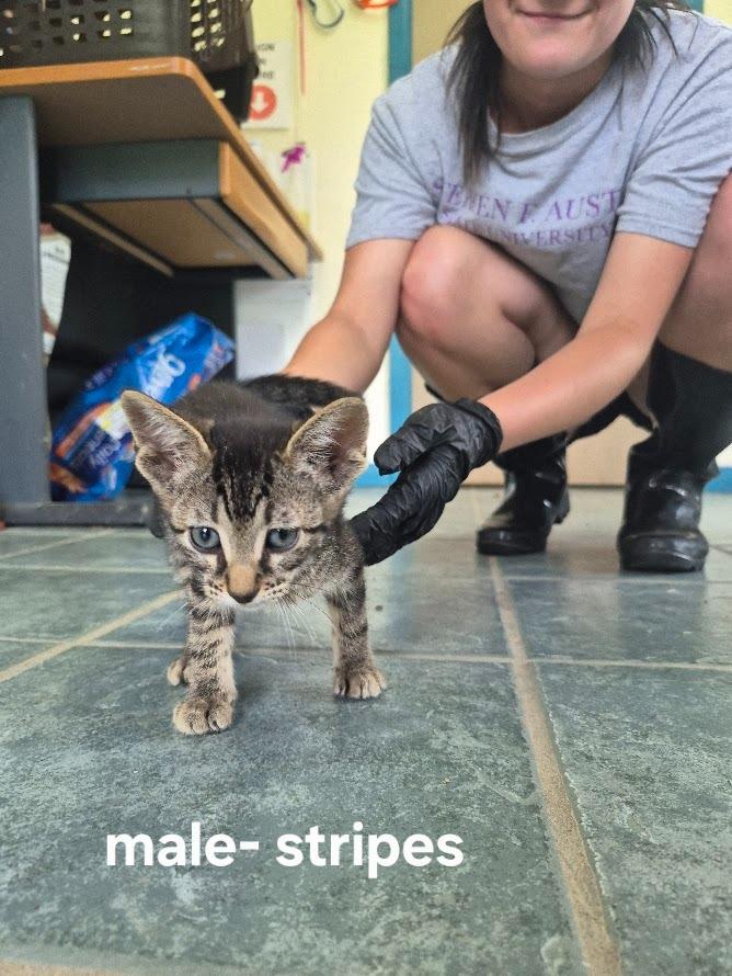 Enlarge Stripes, a Adoptable Domestic Short Hair in Center, TX image 1/1