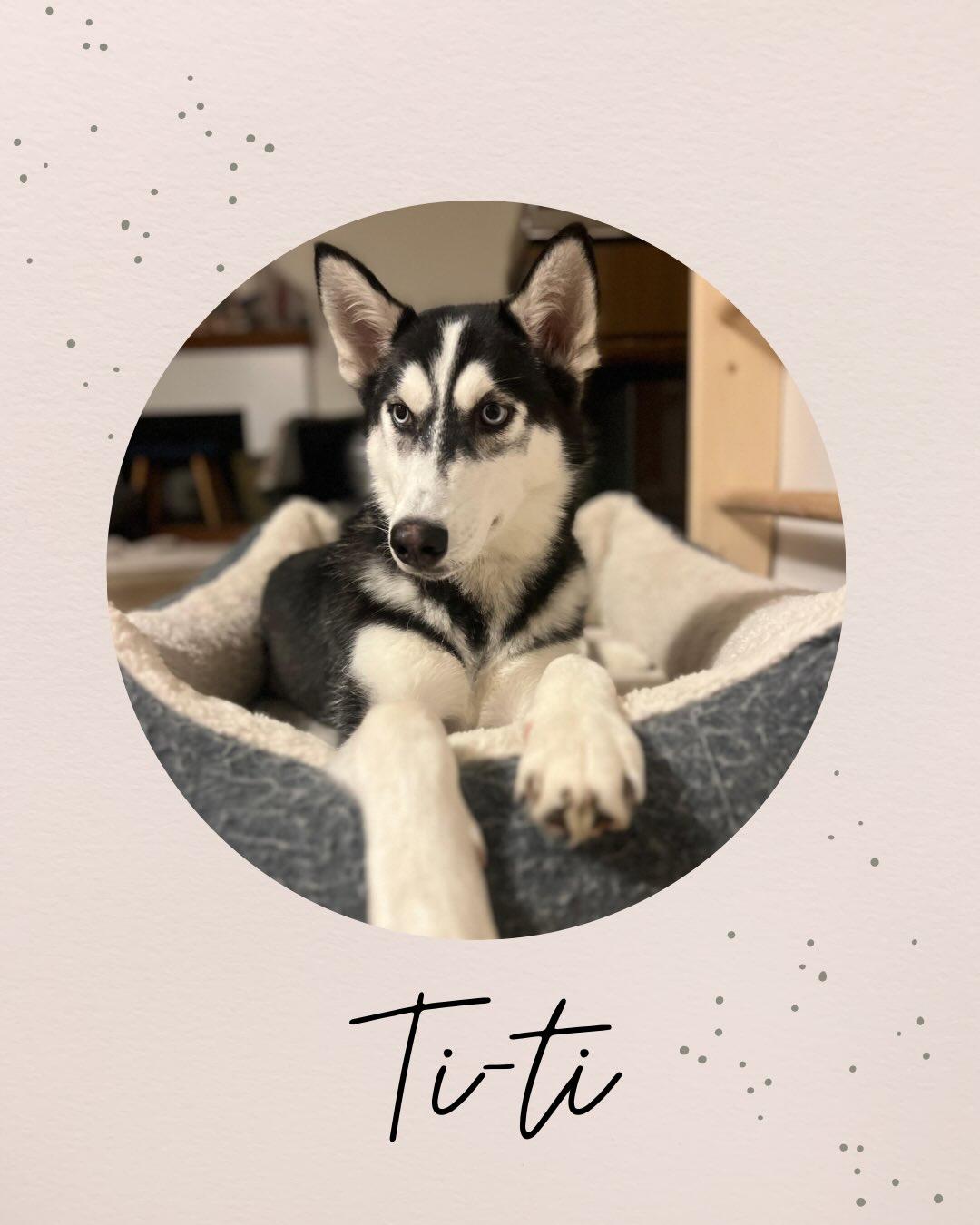 Enlarge TITI, a ADOPTABLE Husky in Coquitlam, BC image 1/4