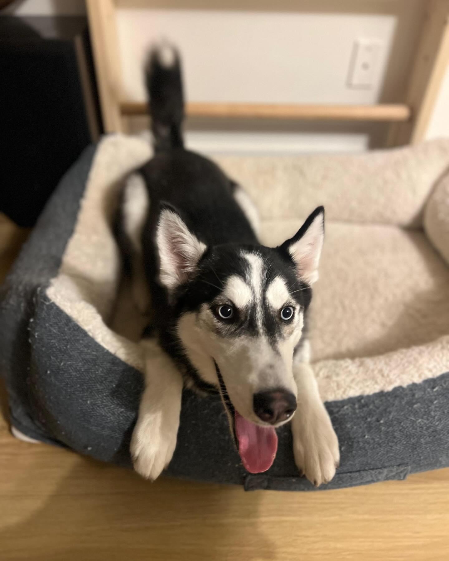 Enlarge TITI, a ADOPTABLE Husky in Coquitlam, BC image 2/4