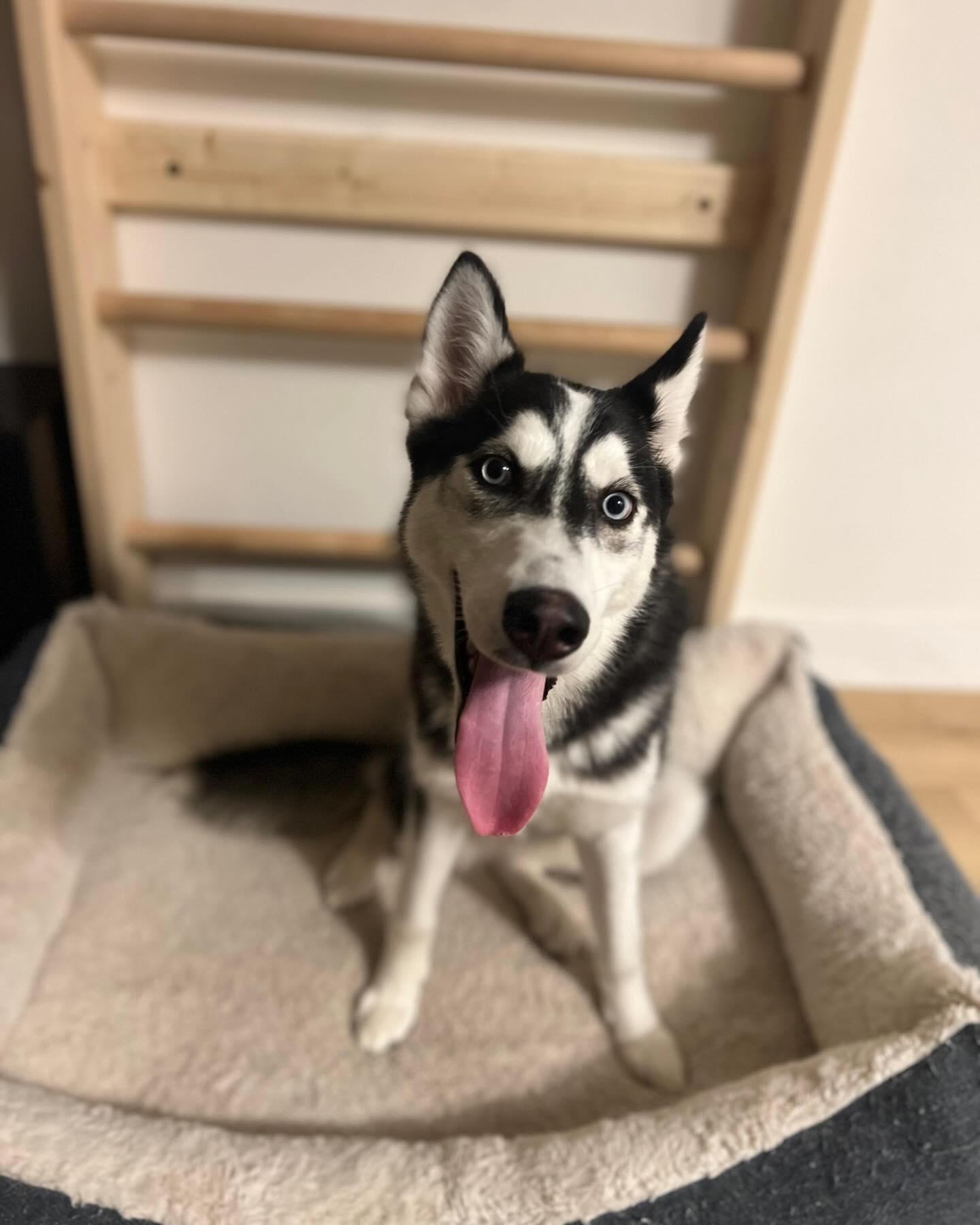 Enlarge TITI, a ADOPTABLE Husky in Coquitlam, BC image 3/4