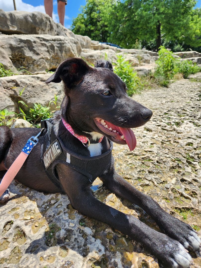 Enlarge Nova , a Adopted Mixed Breed in Killeen, TX image 1/12