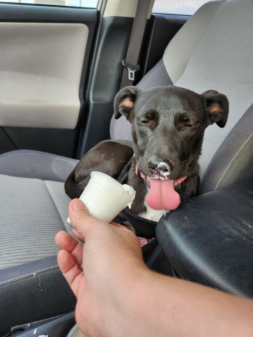 Enlarge Nova , a Adopted Mixed Breed in Killeen, TX image 2/12