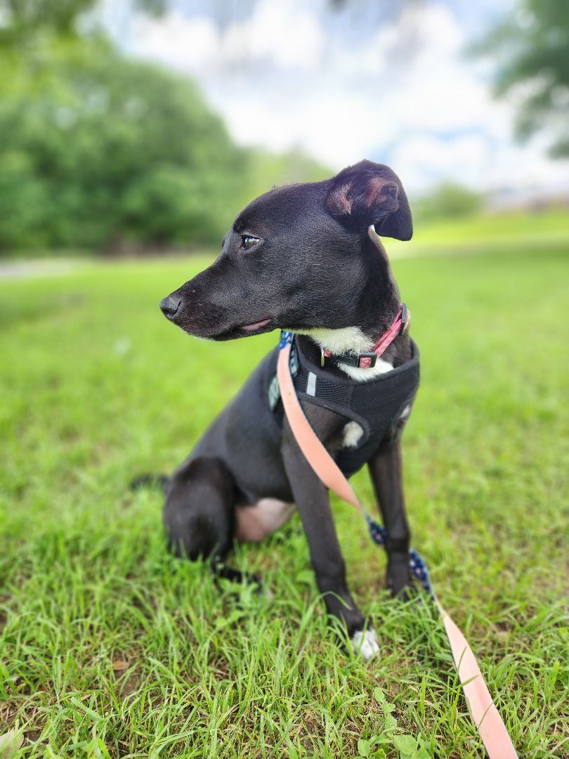 Enlarge Nova , a Adopted Mixed Breed in Killeen, TX image 3/12