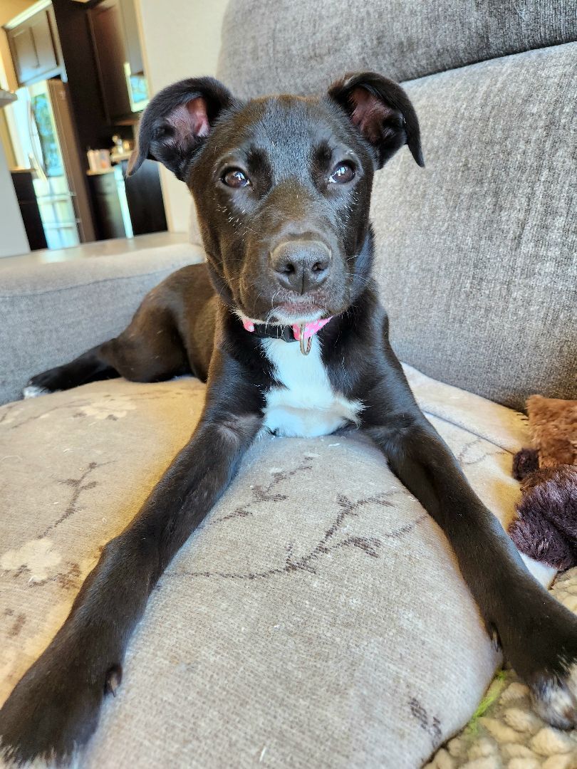 Nova , Adopted, Puppy Female Mixed Breed.