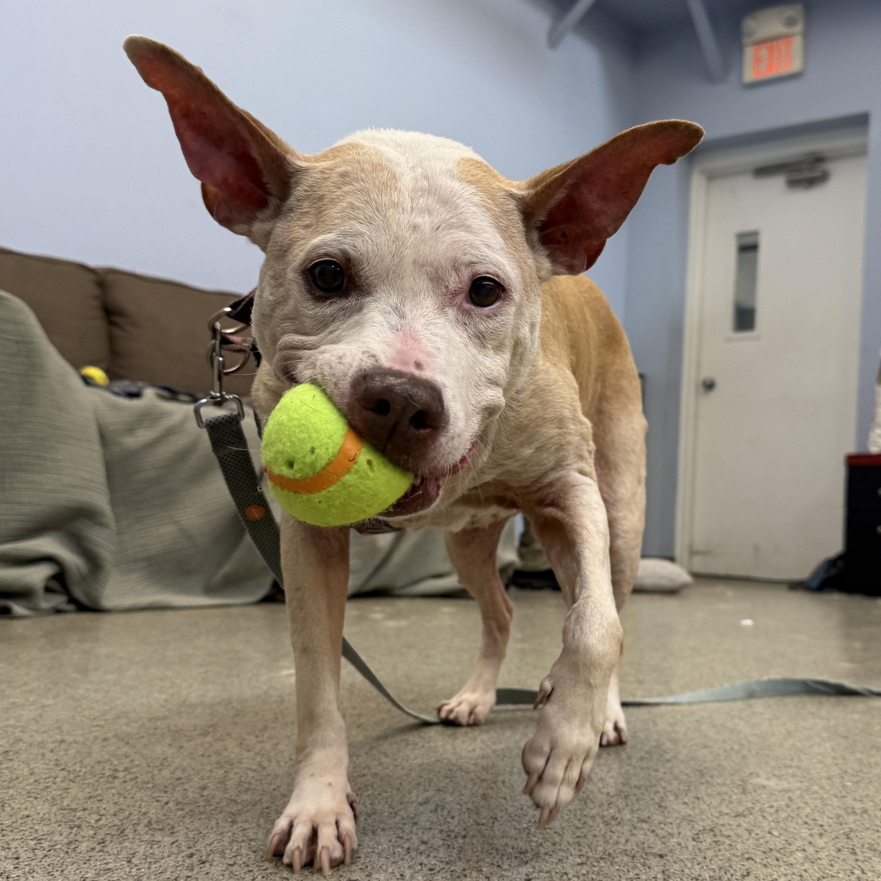 Enlarge Birdie - Deaf Senior Sweetie, a Adoptable Pit Bull Terrier in Cranston, RI image 1/6