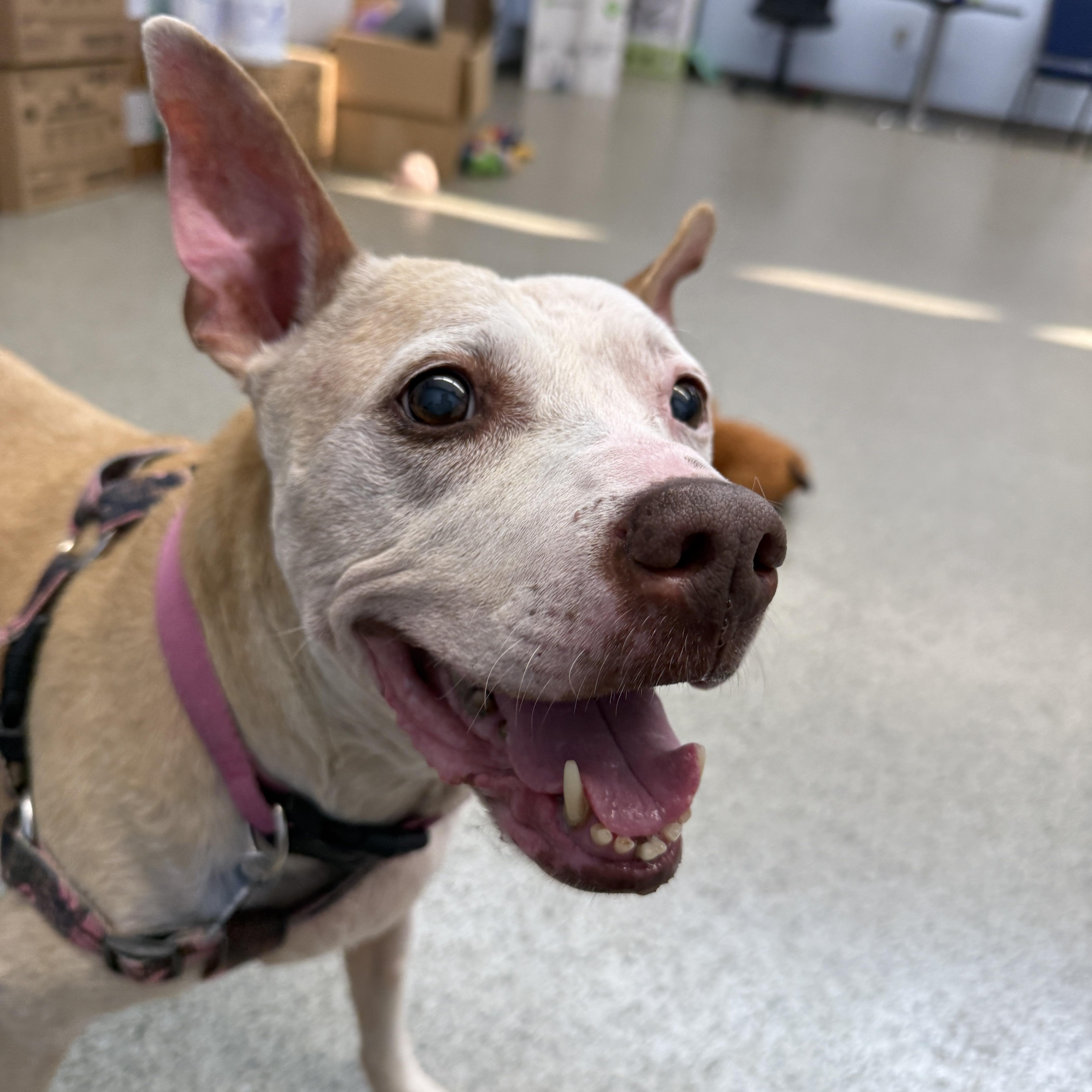 Enlarge Birdie - Deaf Senior Sweetie, a Adoptable Pit Bull Terrier in Cranston, RI image 6/6