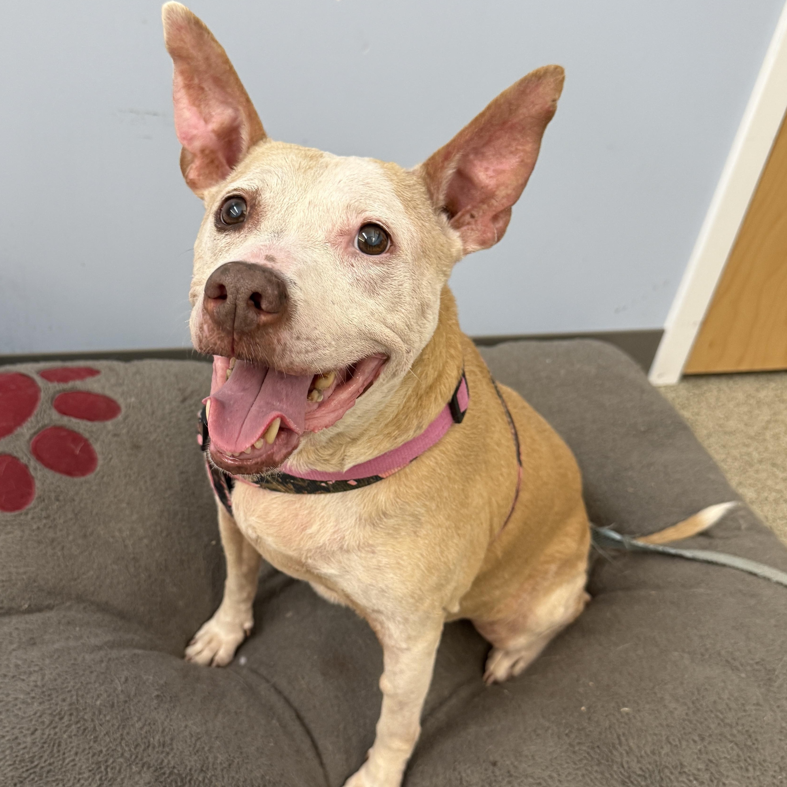 Enlarge Birdie - Deaf Senior Sweetie, a Adoptable Pit Bull Terrier in Cranston, RI image 5/6
