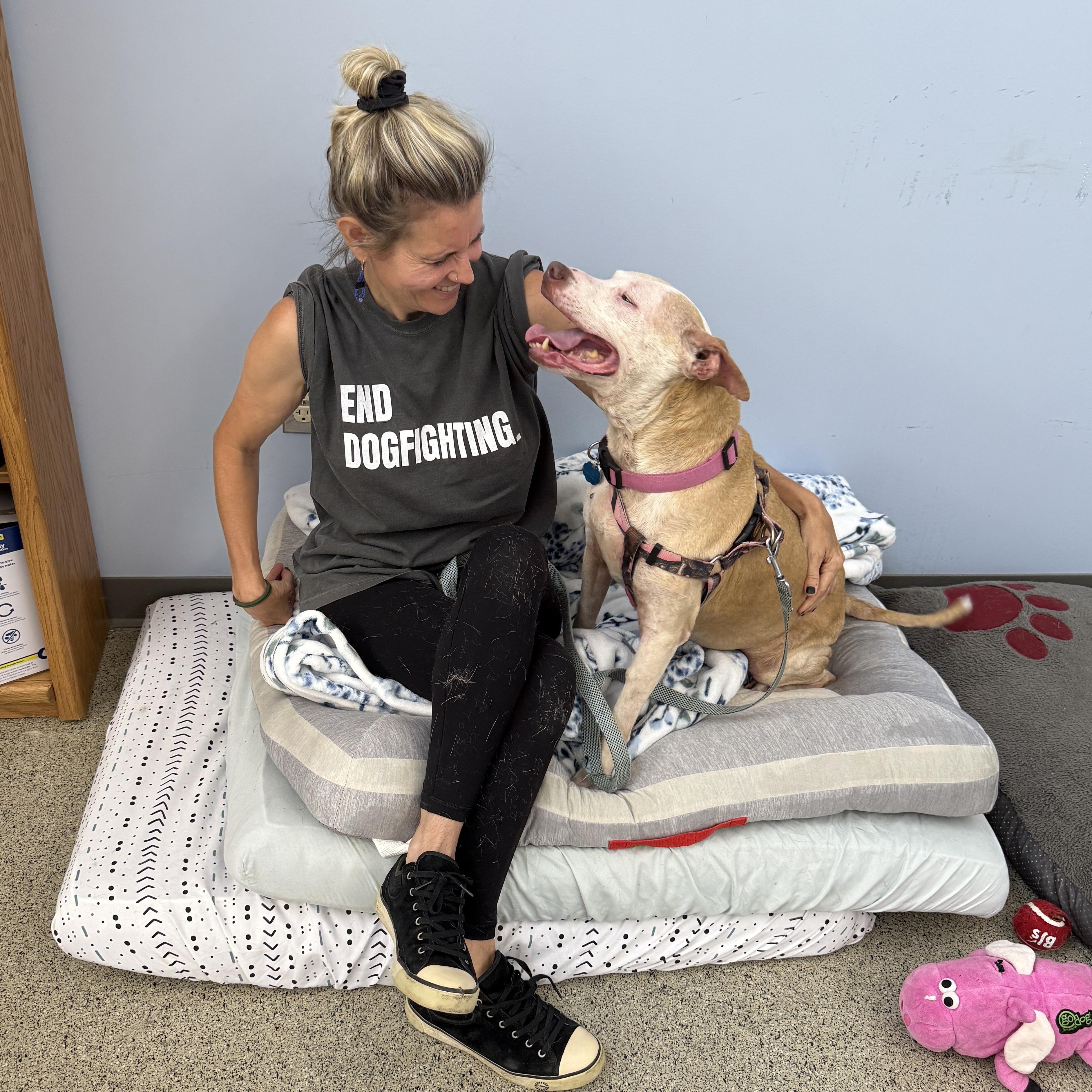 Enlarge Birdie - Deaf Senior Sweetie, a Adoptable Pit Bull Terrier in Cranston, RI image 4/6