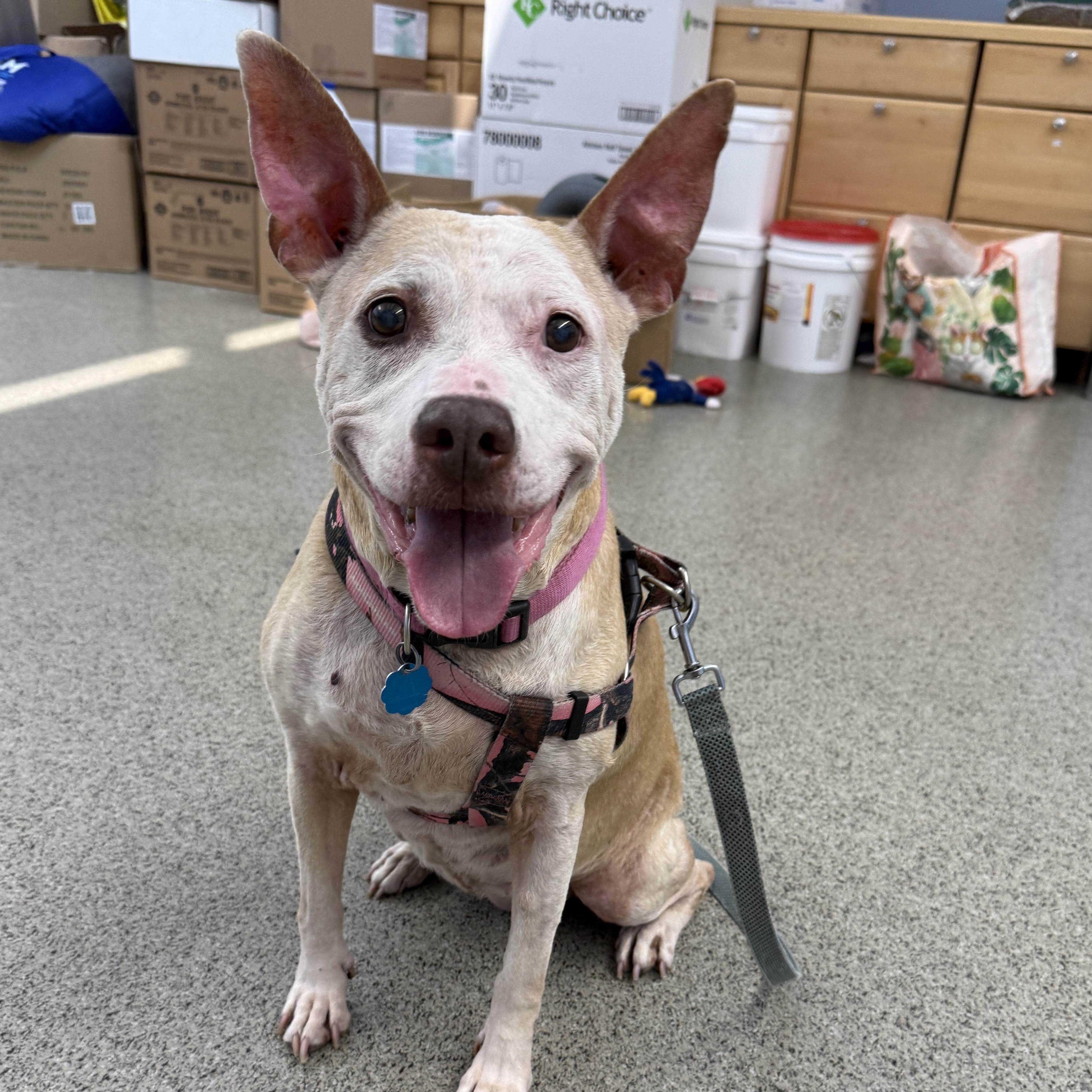 Enlarge Birdie - Deaf Senior Sweetie, a Adoptable Pit Bull Terrier in Cranston, RI image 2/6