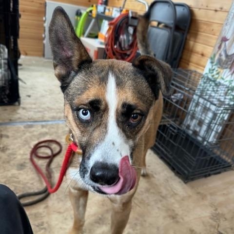 Enlarge Rico, a Adopted mixed breed in Chicago, IL image 1/3