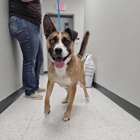 Enlarge Rico, a Adopted mixed breed in Chicago, IL image 2/3