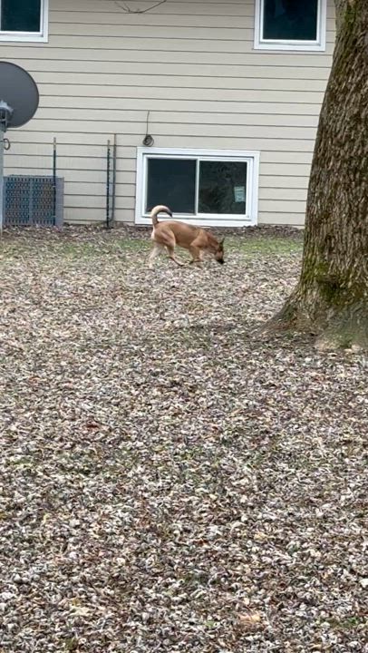 Enlarge Rico, a Adopted mixed breed in Chicago, IL video 3/3