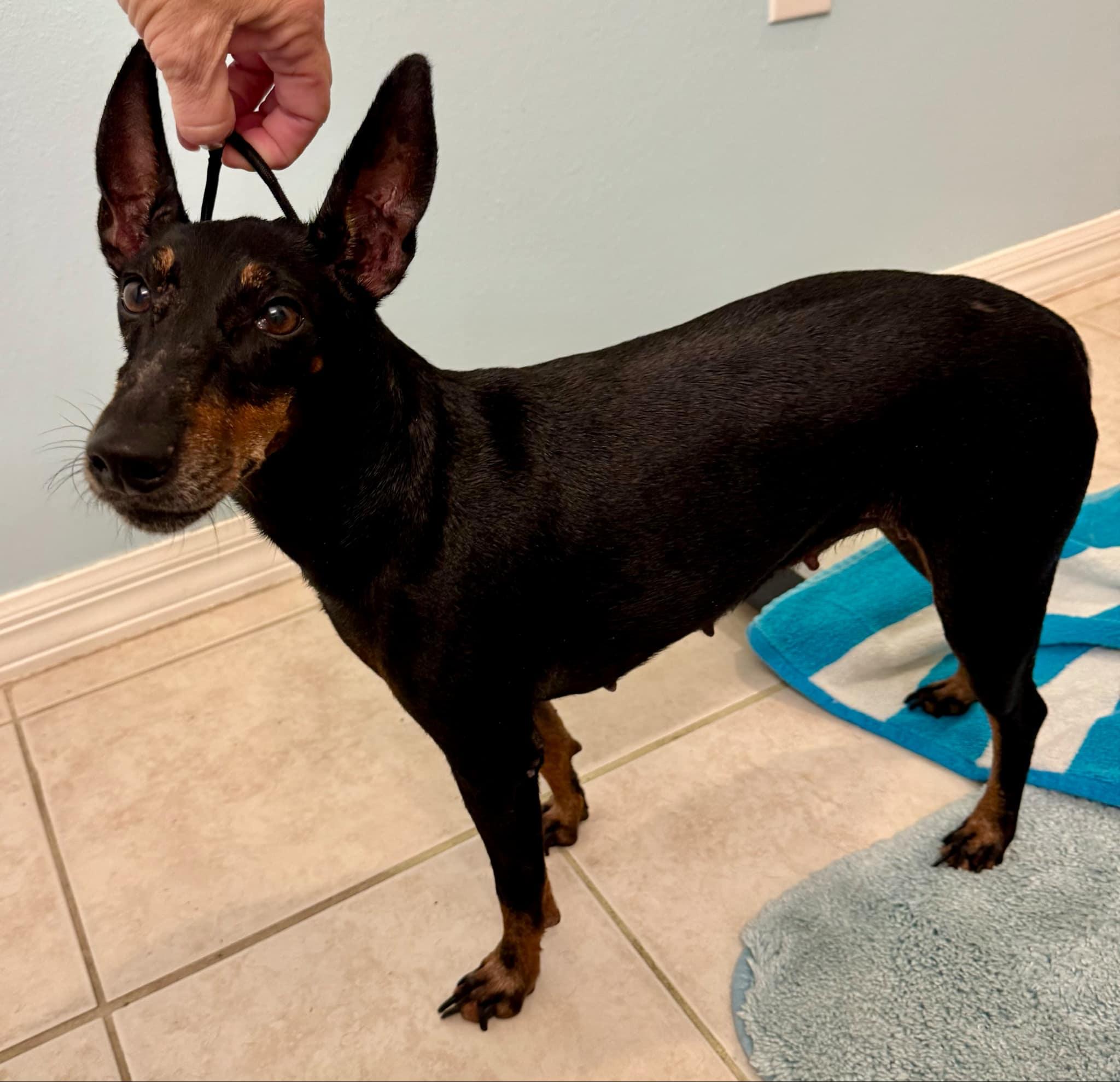 Gina, Adopted, Senior Female Manchester Terrier.