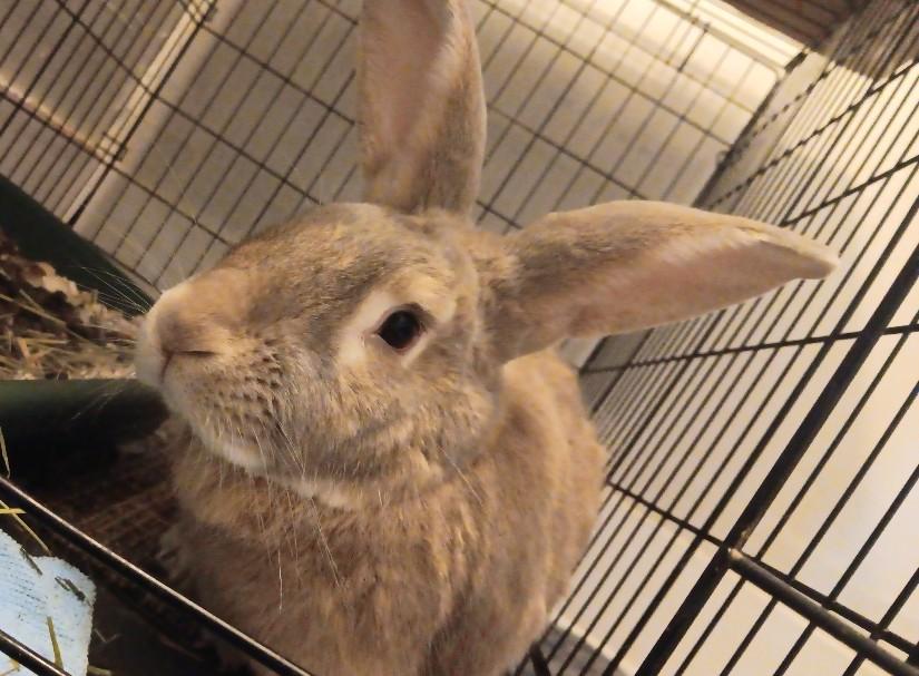 Jax, Adoptable, Adult Male Flemish Giant.