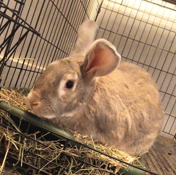 Enlarge Jax, a Adoptable mixed breed in Utica, NY image 2/4