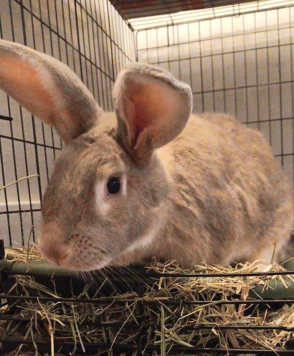 Jax - Adoptable Pet | Petfinder