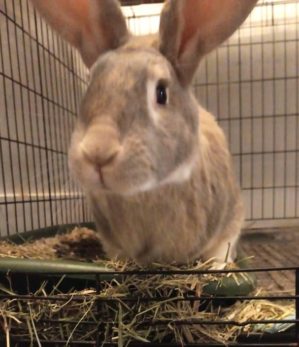 Enlarge Jax, a Adoptable mixed breed in Utica, NY image 4/4