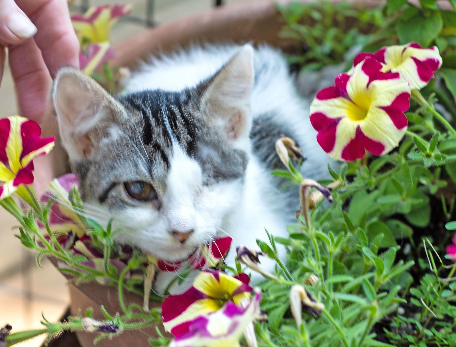 Crystal, Adoptable, Young Female Domestic Short Hair & Domestic Medium Hair.