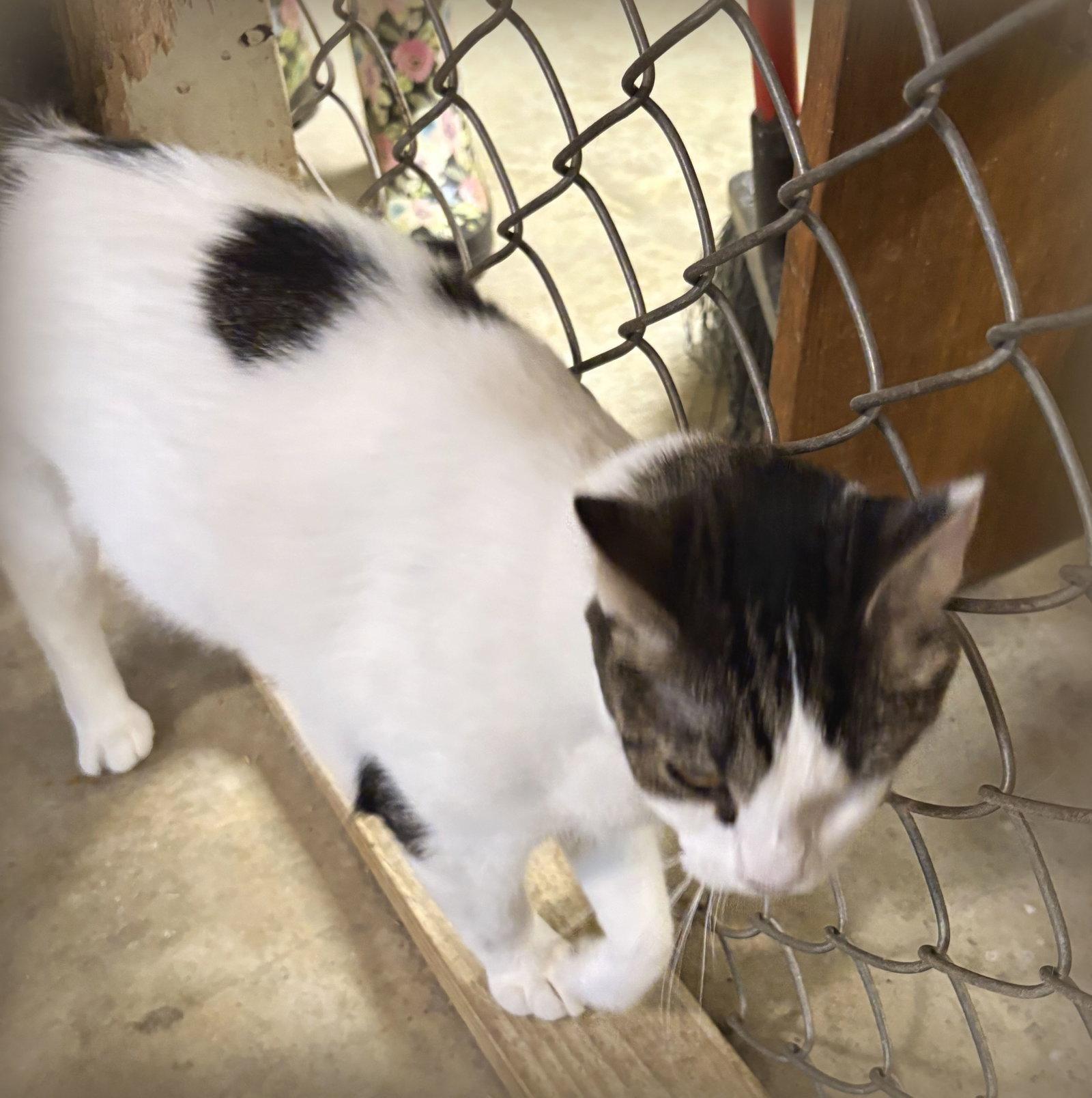 Crystal, Adoptable, Young Female Domestic Short Hair & Domestic Medium Hair.