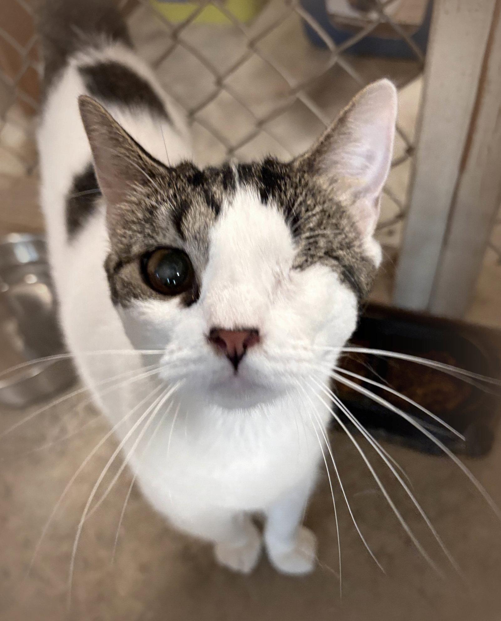 Enlarge Crystal, a Adoptable mixed breed in Holly Springs, MS image 2/3