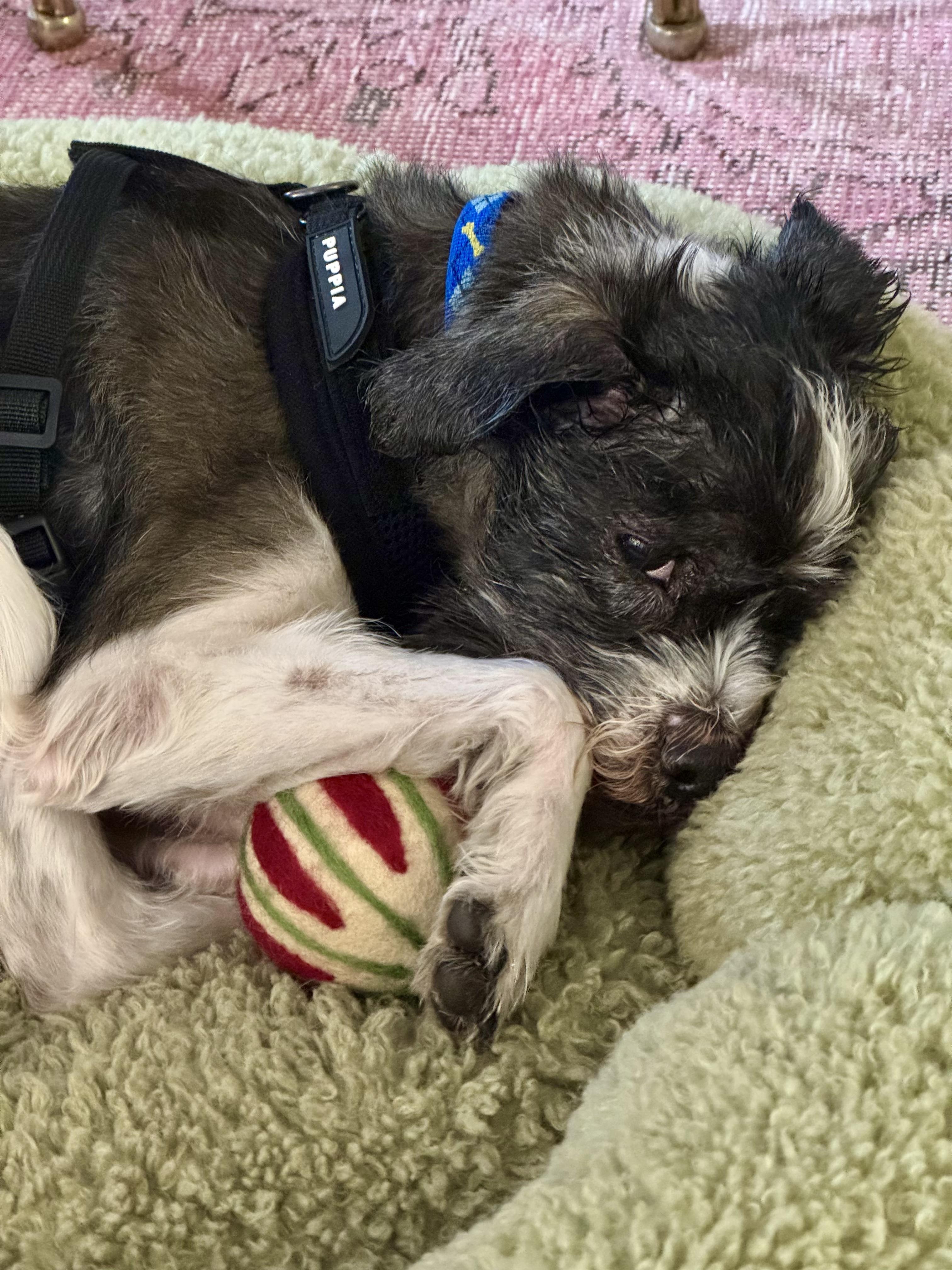 Enlarge Henry, a Adopted mixed breed in sherman oaks, CA image 5/6