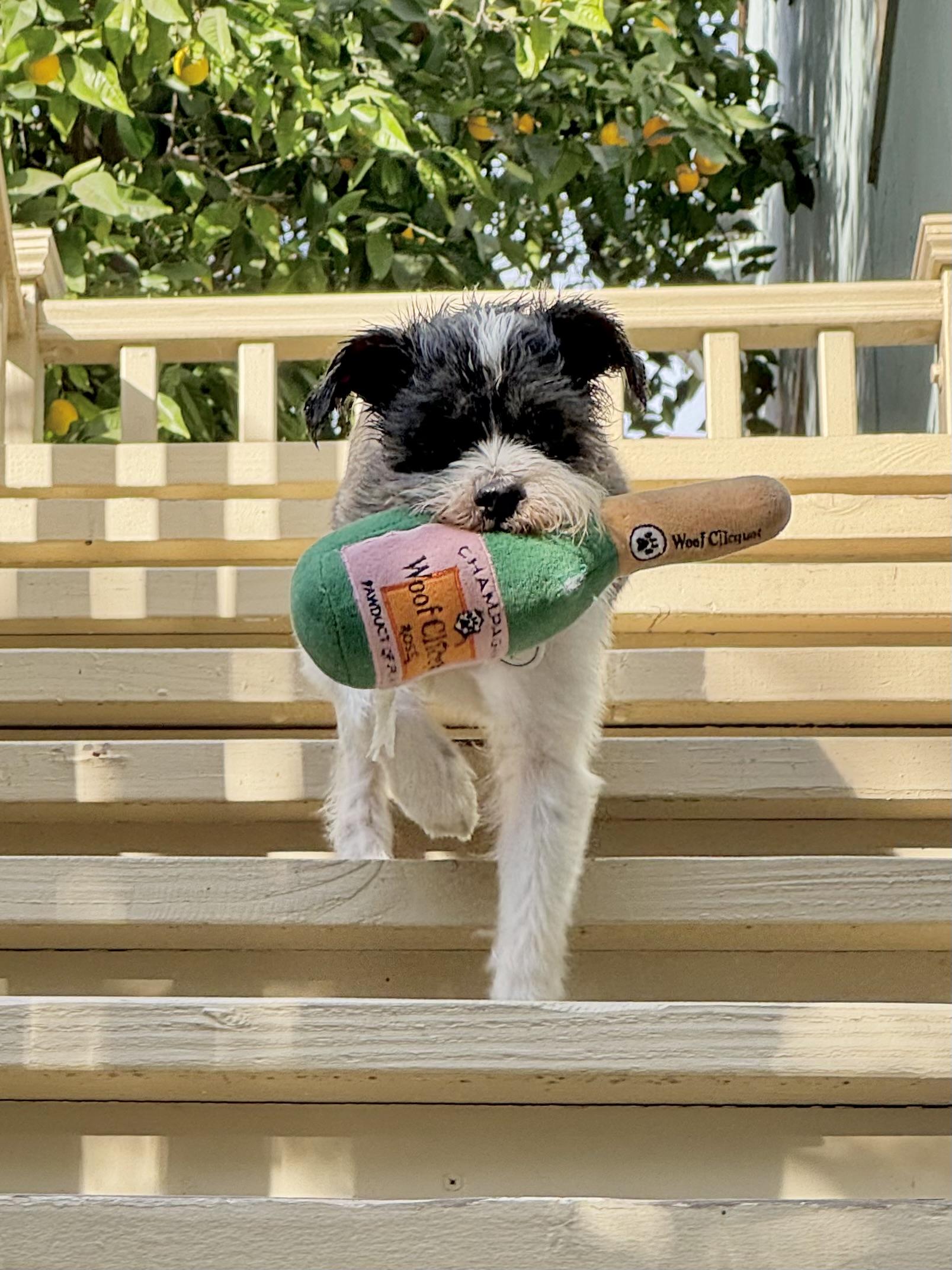 Enlarge Henry, a Adopted mixed breed in sherman oaks, CA image 4/6